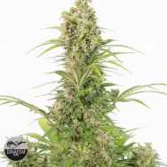 Dinafem Seeds White Widow AUTO CBD